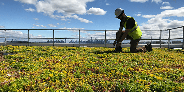 Green roofs