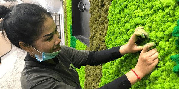 Green wall moss